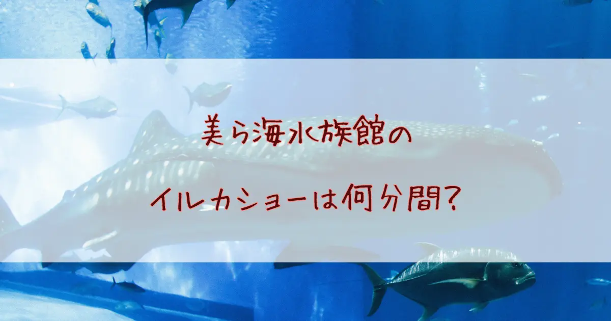 美ら海水族館イルカショーの所要時間は約20分間！120%楽しむための完全ガイド