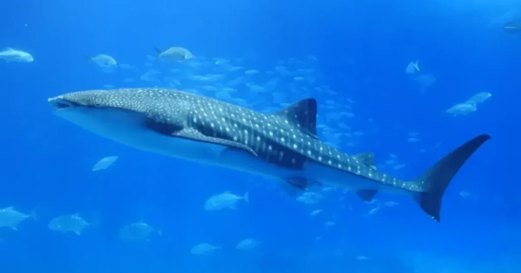 美ら海水族館　ジンベエザメ