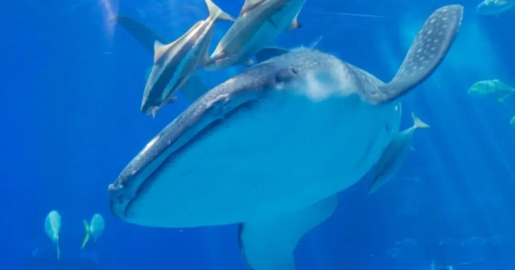 美ら海水族館 ジンベエザメ