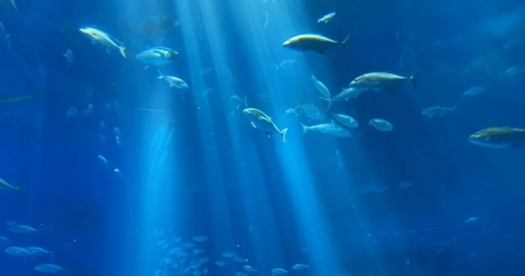 美ら海水族館