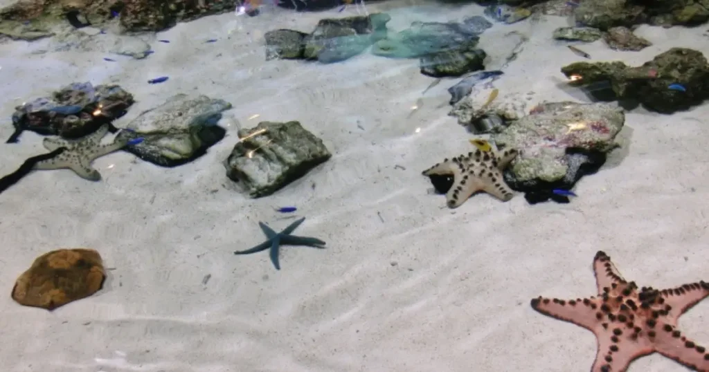 美ら海水族館