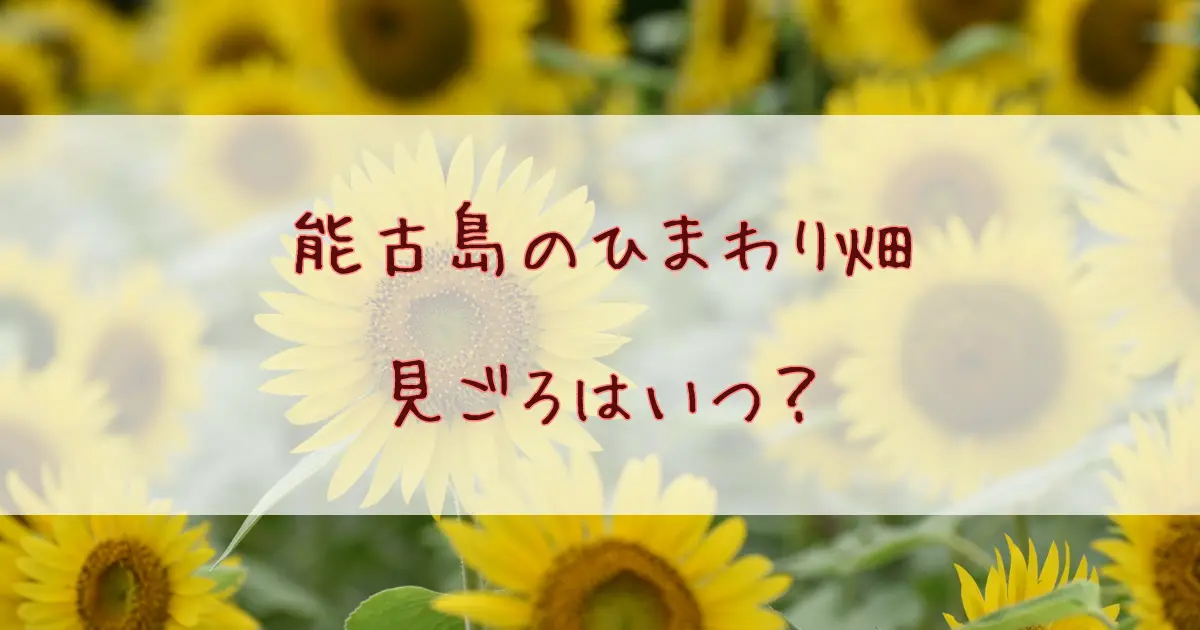 能古島のひまわり畑2026｜見頃・開花状況は？ひまわり摘み取りはいつまで？　